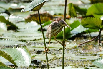 Yellow Bittern Gardens by the Bay (Singapore) Sun, 12/1/2019