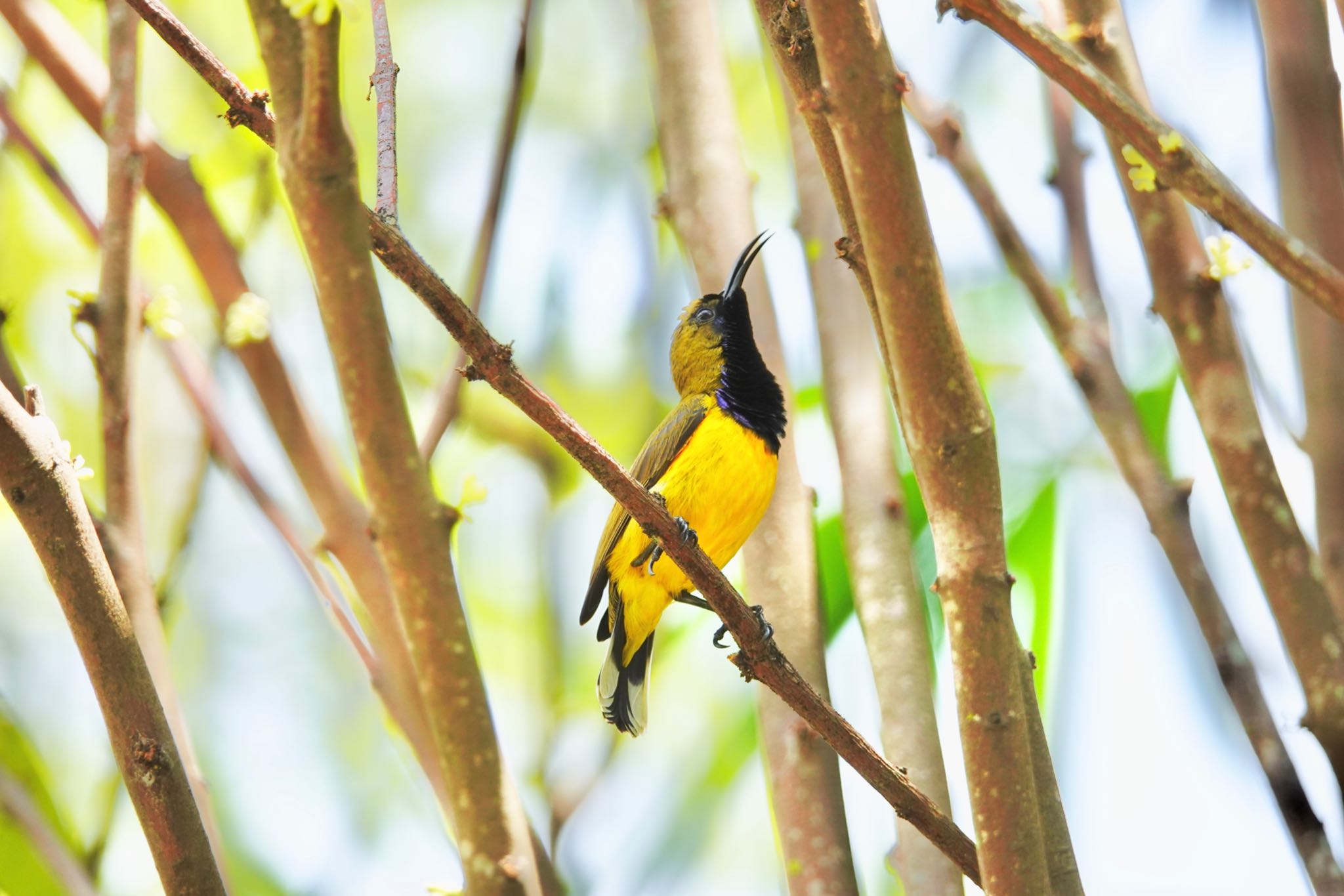 Photo of Ornate Sunbird at Gardens by the Bay (Singapore) by のどか