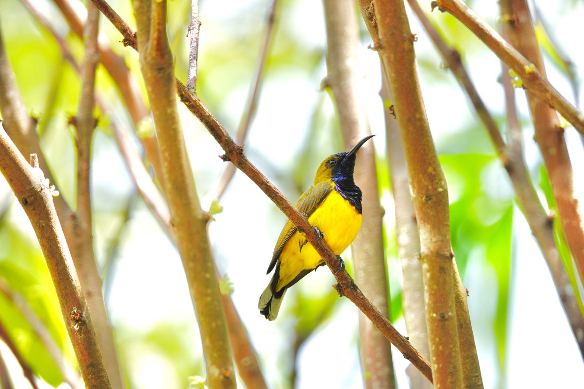 Photo of Ornate Sunbird at Gardens by the Bay (Singapore) by のどか