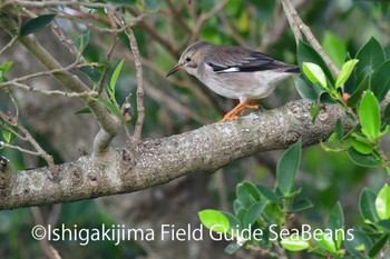 Red-billed Starling