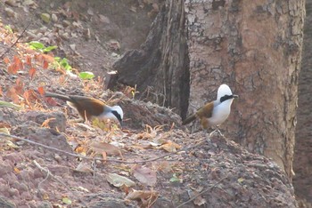 White-crested Laughingthrush タイ　カムペーンペット Fri, 1/24/2020