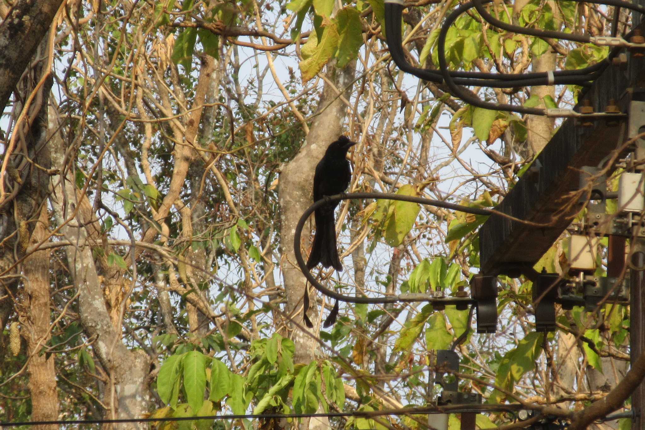 Photo of Greater Racket-tailed Drongo at タイ　カムペーンペット by span265