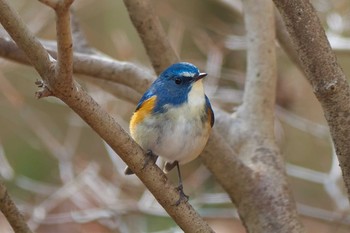 ルリビタキ 薬師池公園 2019年1月10日(木)