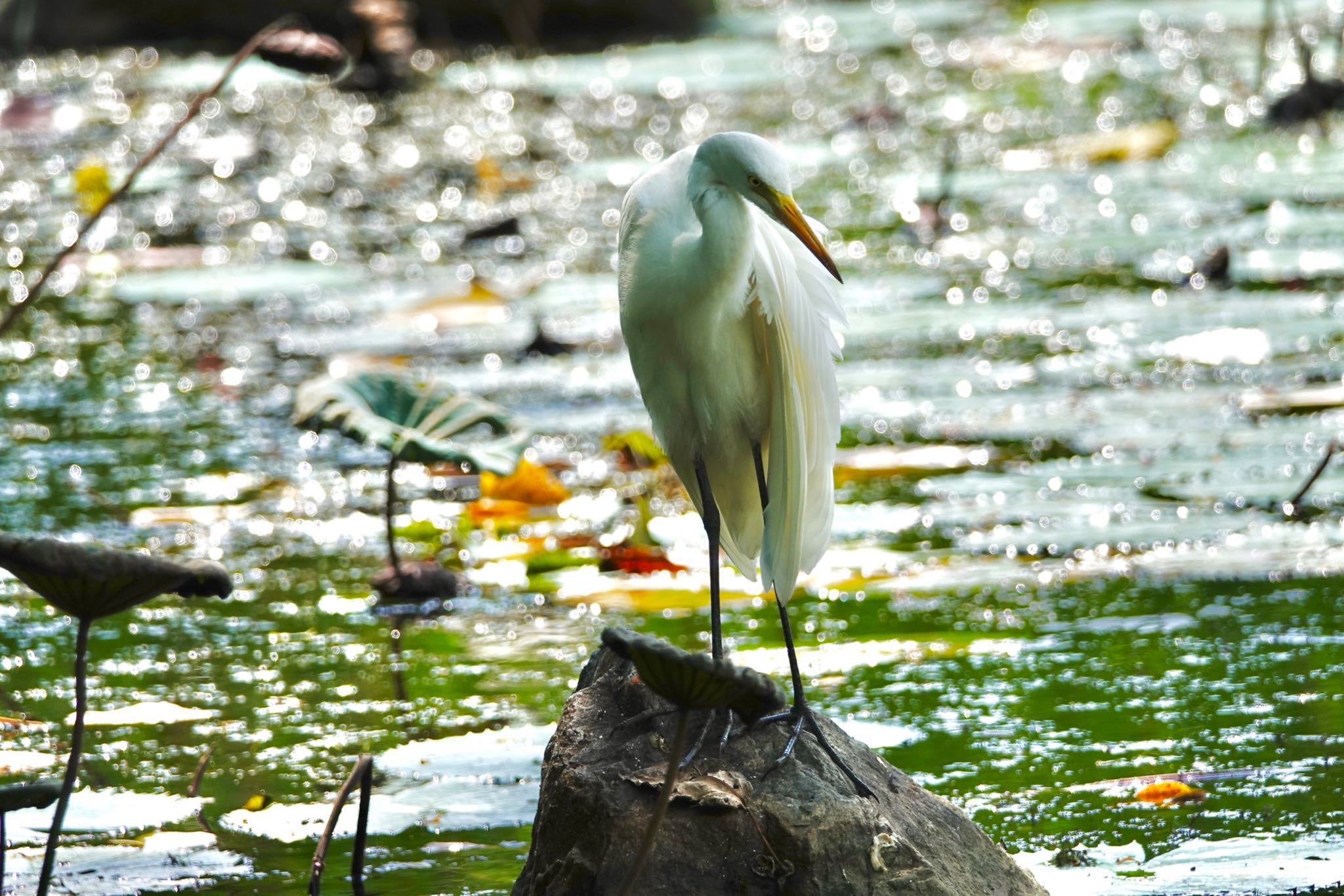 Medium Egret