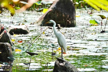 Medium Egret Gardens by the Bay (Singapore) Sun, 12/1/2019