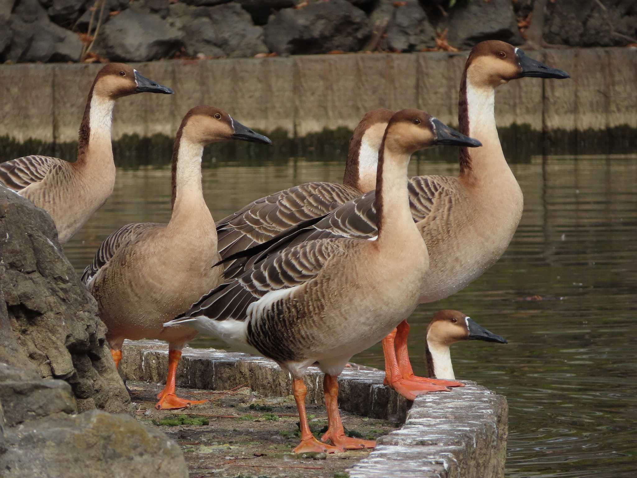 Photo of Swan Goose at Oikeshinsui Park by kou