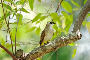 Yellow-vented Bulbul Gardens by the Bay (Singapore) Sun, 12/1/2019