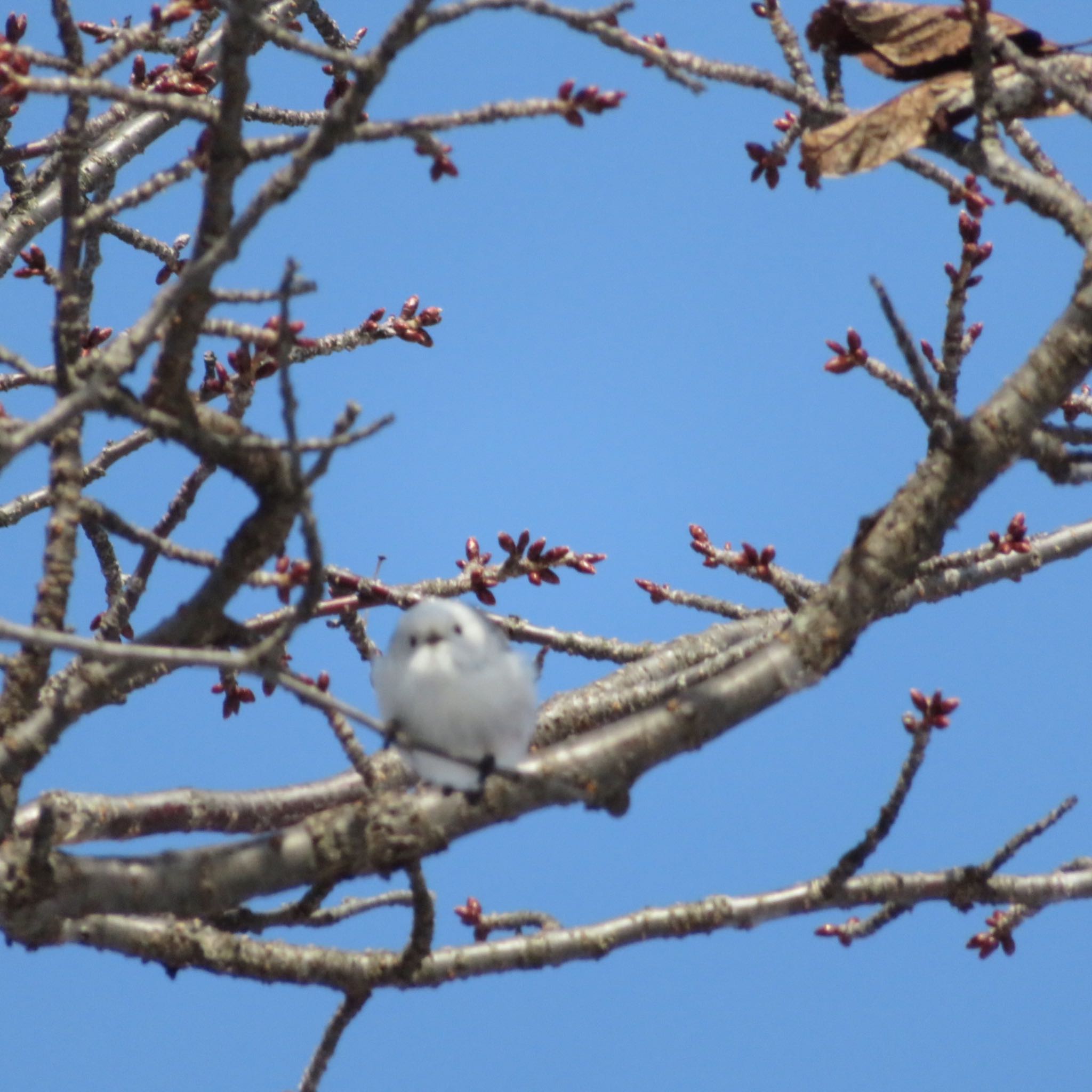 Photo of Long-tailed tit(japonicus) at Makomanai Park by xuuhiro