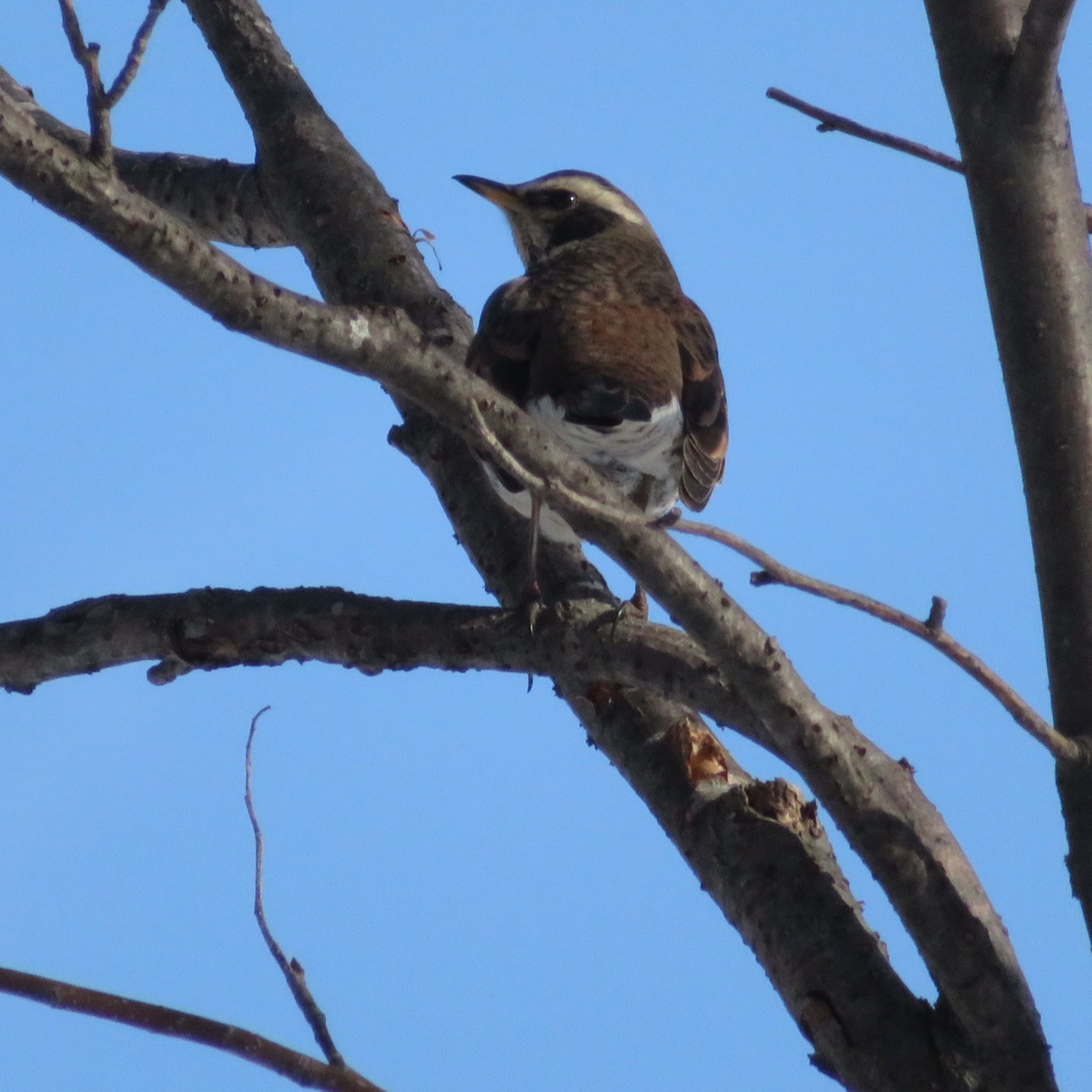 Photo of Dusky Thrush at Makomanai Park by xuuhiro