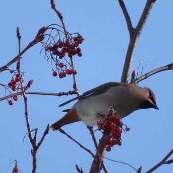 2020年1月28日(火) 真駒内公園の野鳥観察記録
