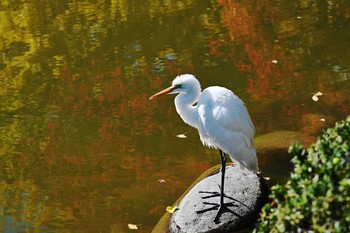 Medium Egret Hibiya Park Wed, 12/4/2019