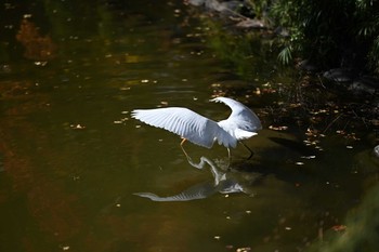 チュウサギ 日比谷公園 2019年12月4日(水)