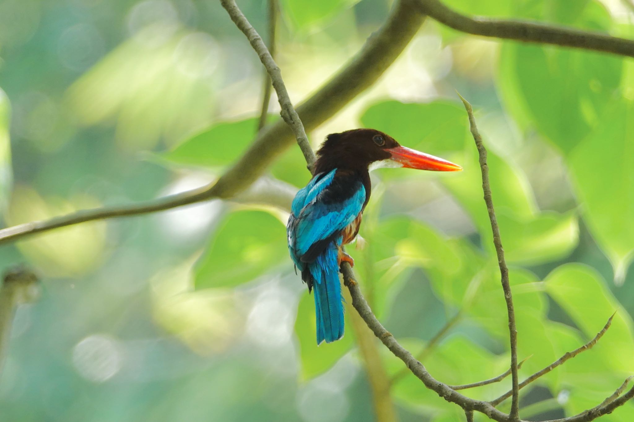 Photo of White-throated Kingfisher at Gardens by the Bay (Singapore) by のどか