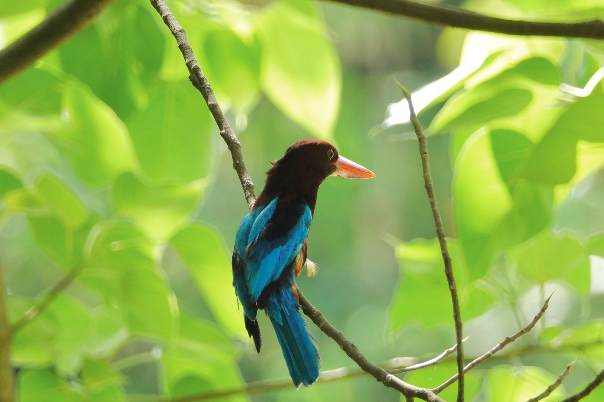 Photo of White-throated Kingfisher at Gardens by the Bay (Singapore) by のどか