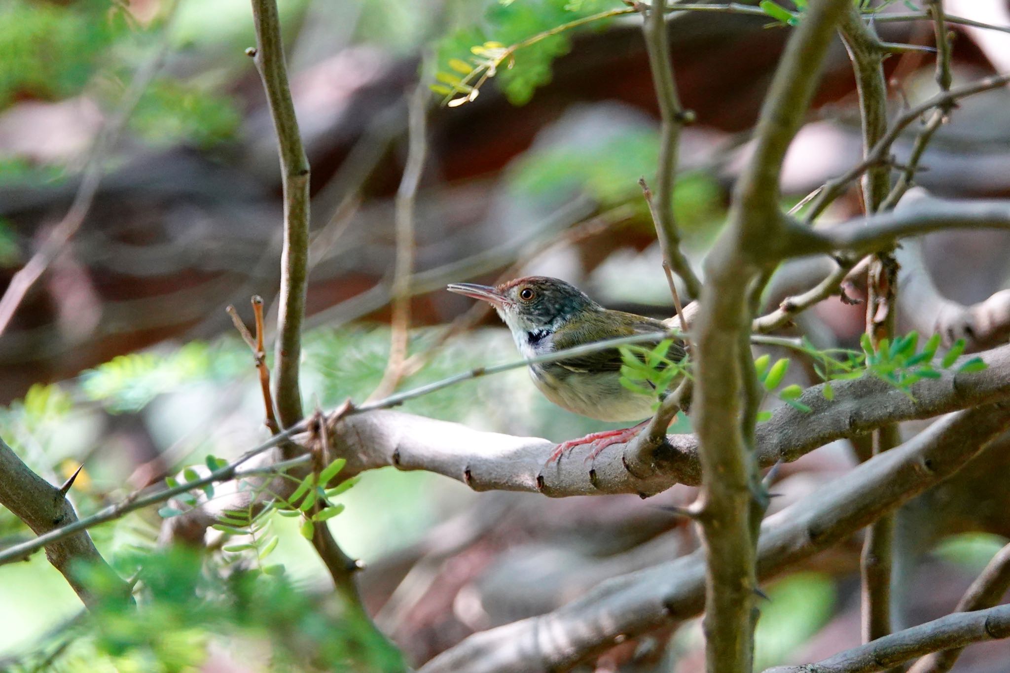 Photo of Common Tailorbird at Gardens by the Bay (Singapore) by のどか