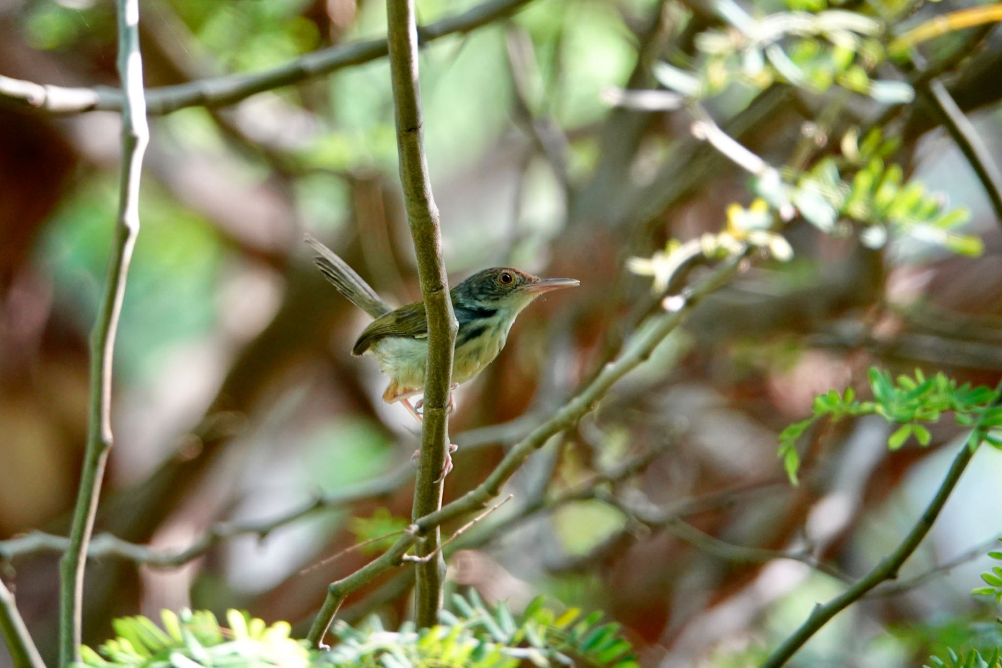 Photo of Common Tailorbird at Gardens by the Bay (Singapore) by のどか