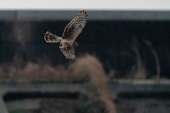 ハイイロチュウヒ 山口県立きらら浜自然観察公園 2020年1月19日(日)