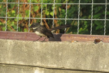 Malaysian Pied Fantail タイ　パタヤ Tue, 1/28/2020