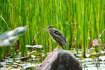 Black-crowned Night Heron Gardens by the Bay (Singapore) Sun, 12/1/2019