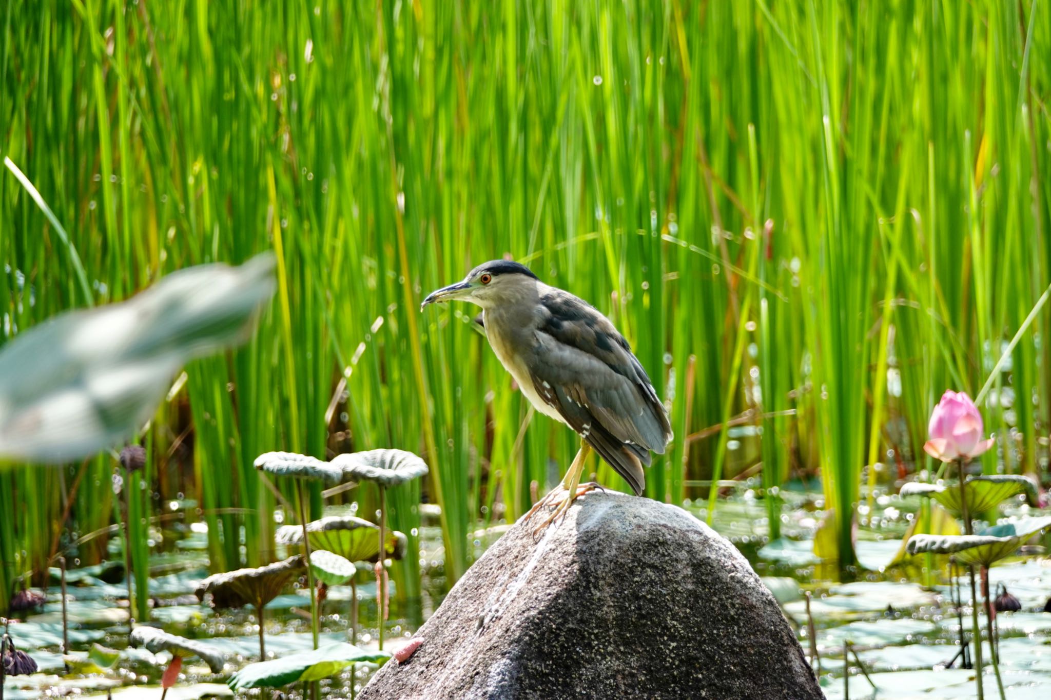 Photo of Black-crowned Night Heron at Gardens by the Bay (Singapore) by のどか