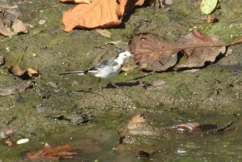 White Wagtail(alba) タイ　北部スコータイ県 Sat, 1/25/2020