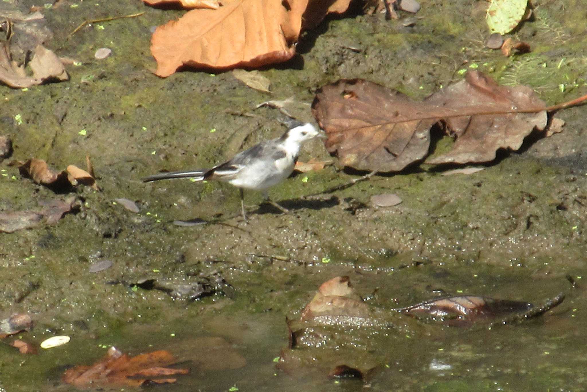 Photo of White Wagtail(alba) at タイ　北部スコータイ県 by span265