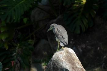 Black-crowned Night Heron Gardens by the Bay (Singapore) Sun, 12/1/2019