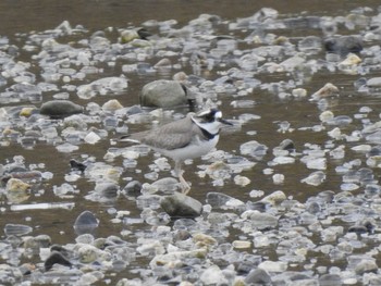 Long-billed Plover 伊賀市 Sun, 1/26/2020