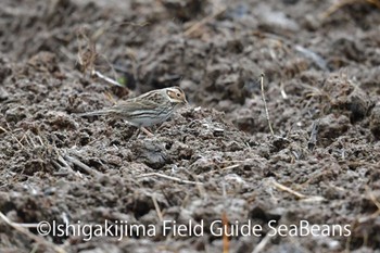 Little Bunting Ishigaki Island Tue, 1/28/2020