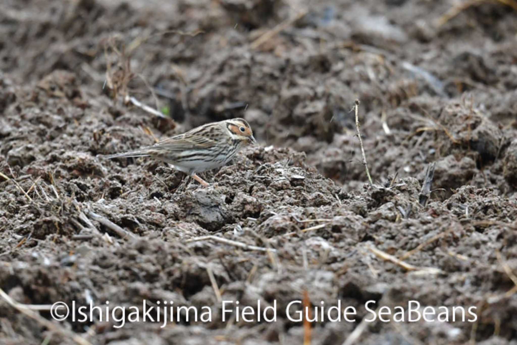 Photo of Little Bunting at Ishigaki Island by 石垣島バードウオッチングガイドSeaBeans