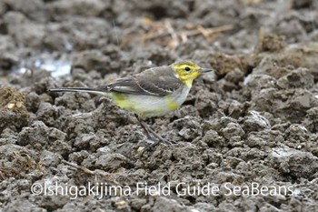 Citrine Wagtail Ishigaki Island Tue, 1/28/2020