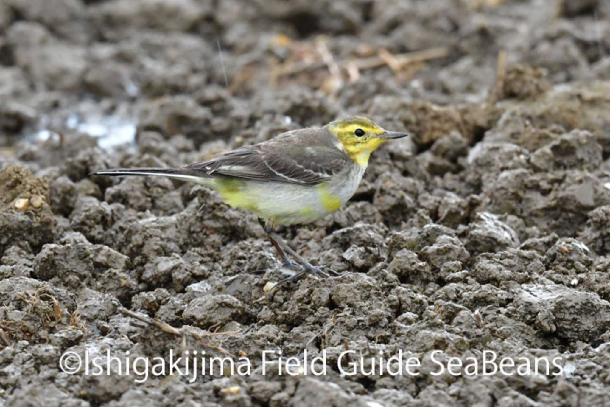 Photo of Citrine Wagtail at Ishigaki Island by 石垣島バードウオッチングガイドSeaBeans