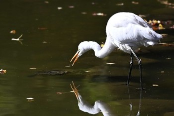 チュウサギ 日比谷公園 2019年12月4日(水)