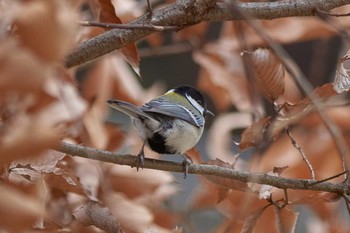 シジュウカラ 薬師池公園 2019年1月10日(木)