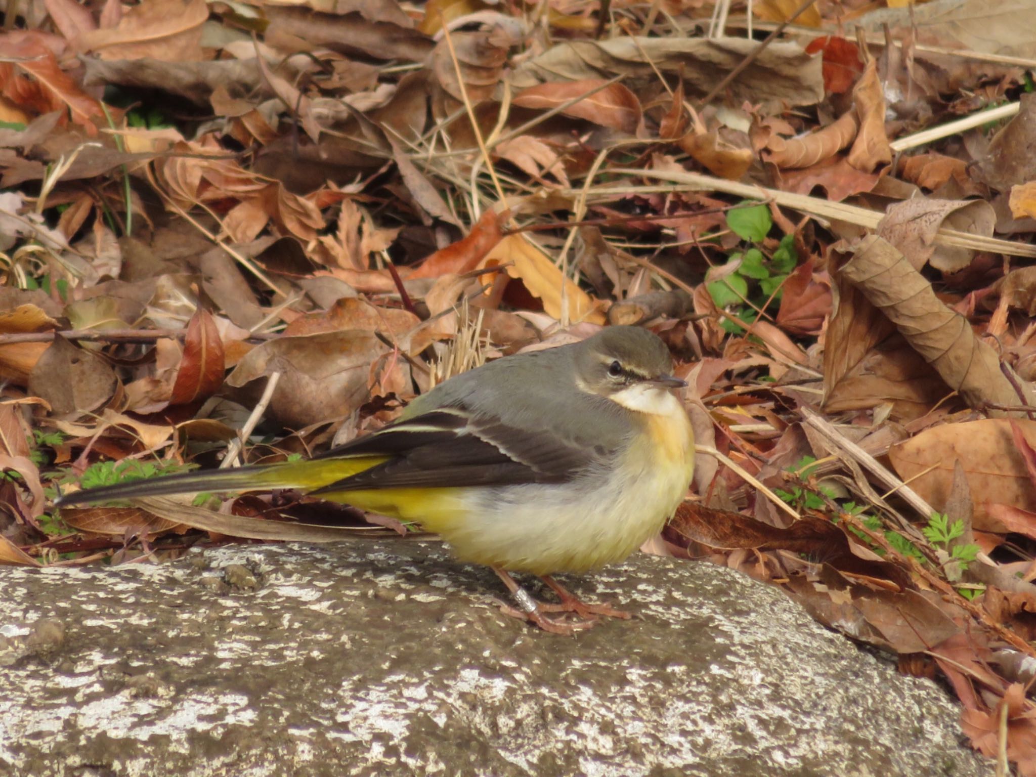 Photo of Grey Wagtail at 東京都台東区上野 by Wanko