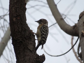 Japanese Pygmy Woodpecker 東京都台東区上野 Sun, 1/12/2020