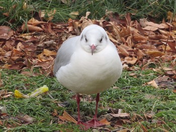 Black-headed Gull 東京都台東区上野 Sat, 1/25/2020