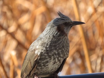 Brown-eared Bulbul 東京都上野 Sun, 1/19/2020