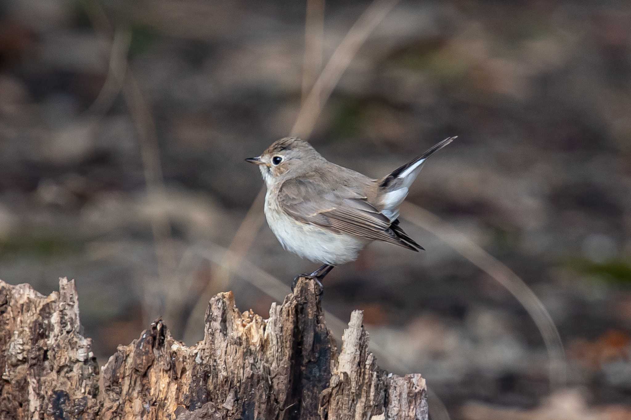 Photo of Red-breasted Flycatcher at 明石市 by ときのたまお