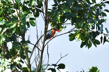 Mon, 12/2/2019 Birding report at Thomson Nature Park (Singapore)