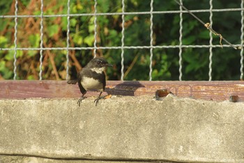 Malaysian Pied Fantail タイ　パタヤ Tue, 1/28/2020