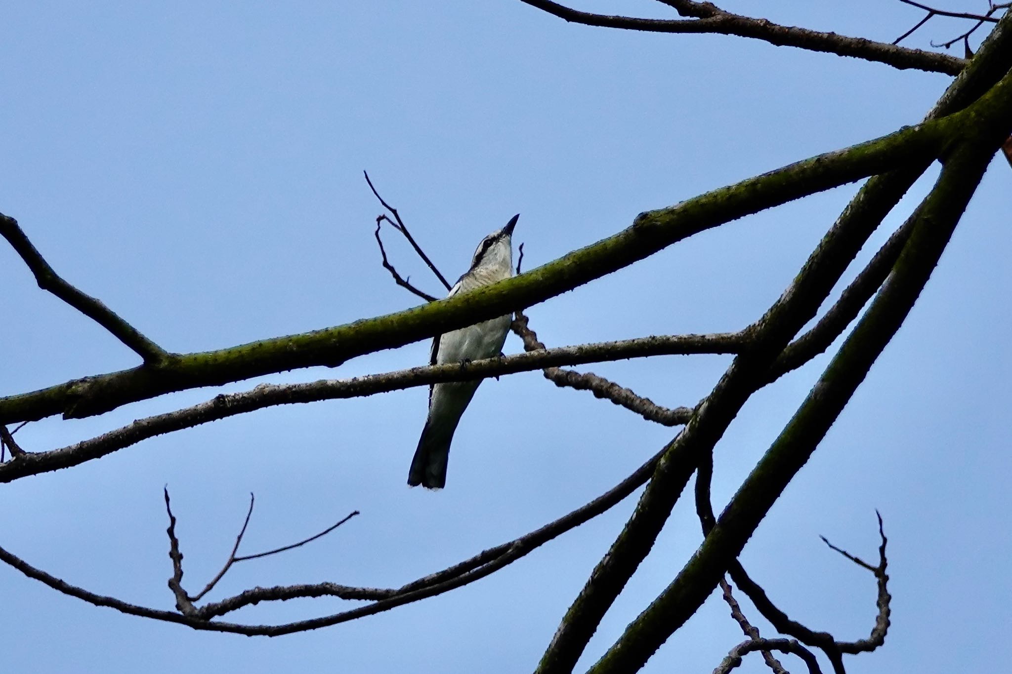 Photo of Ashy Minivet at Thomson Nature Park (Singapore) by のどか