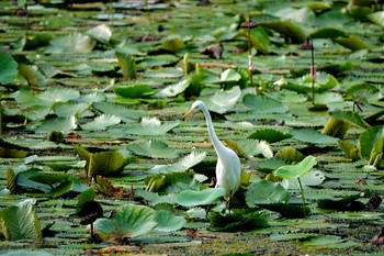 Medium Egret Gardens by the Bay (Singapore) Sun, 12/1/2019