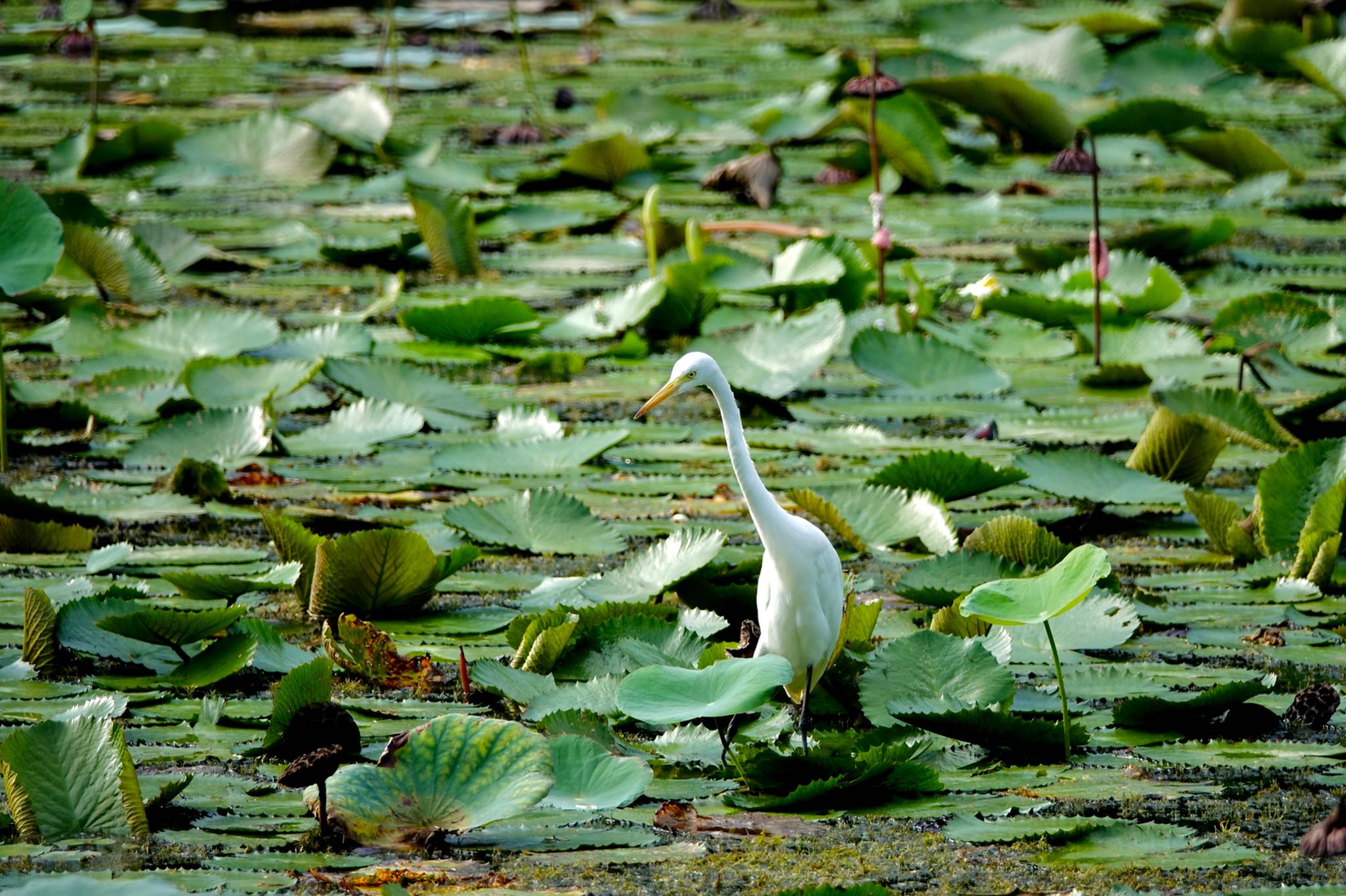 Photo of Medium Egret at Gardens by the Bay (Singapore) by のどか