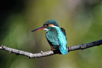 カワセミ 大麻生野鳥の森公園 2020年1月29日(水)