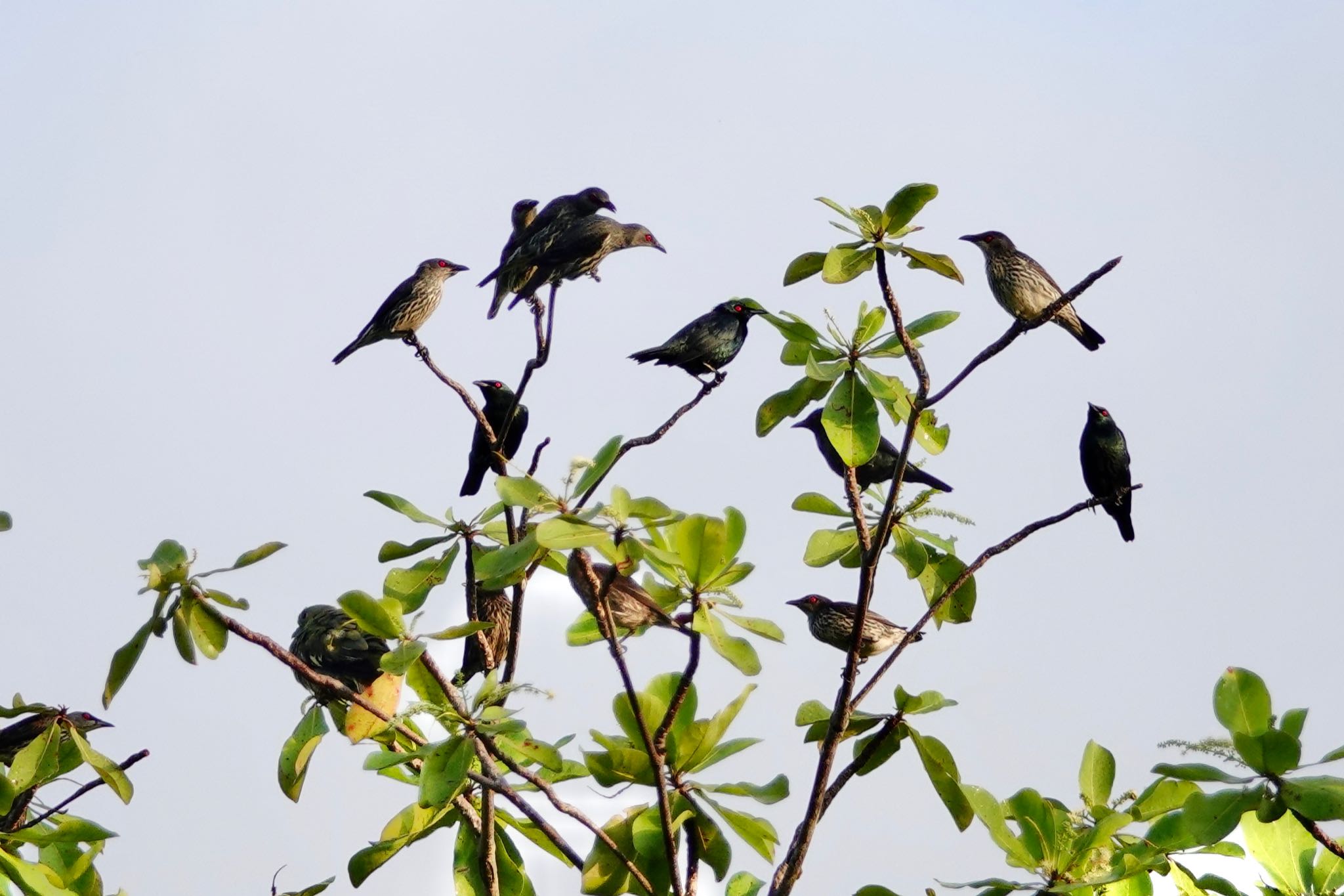 Photo of Asian Glossy Starling at Thomson Nature Park (Singapore) by のどか