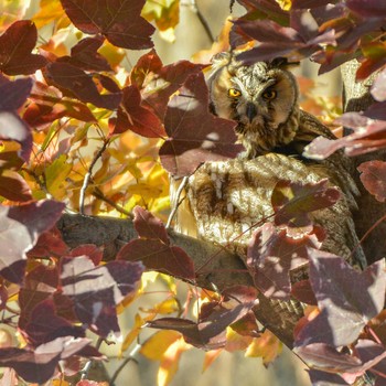 Long-eared Owl 神奈川県 Wed, 1/29/2020