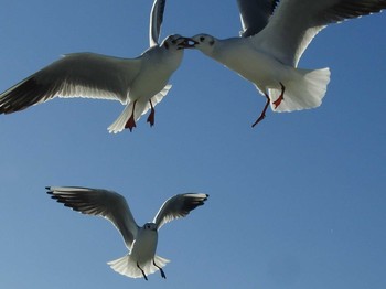 ユリカモメ 静岡県清水港 2019年12月8日(日)