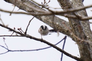 Long-tailed Tit Mikiyama Forest Park Wed, 1/29/2020