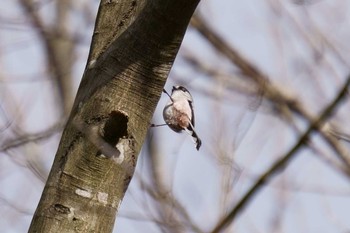 Long-tailed Tit Mikiyama Forest Park Wed, 1/29/2020